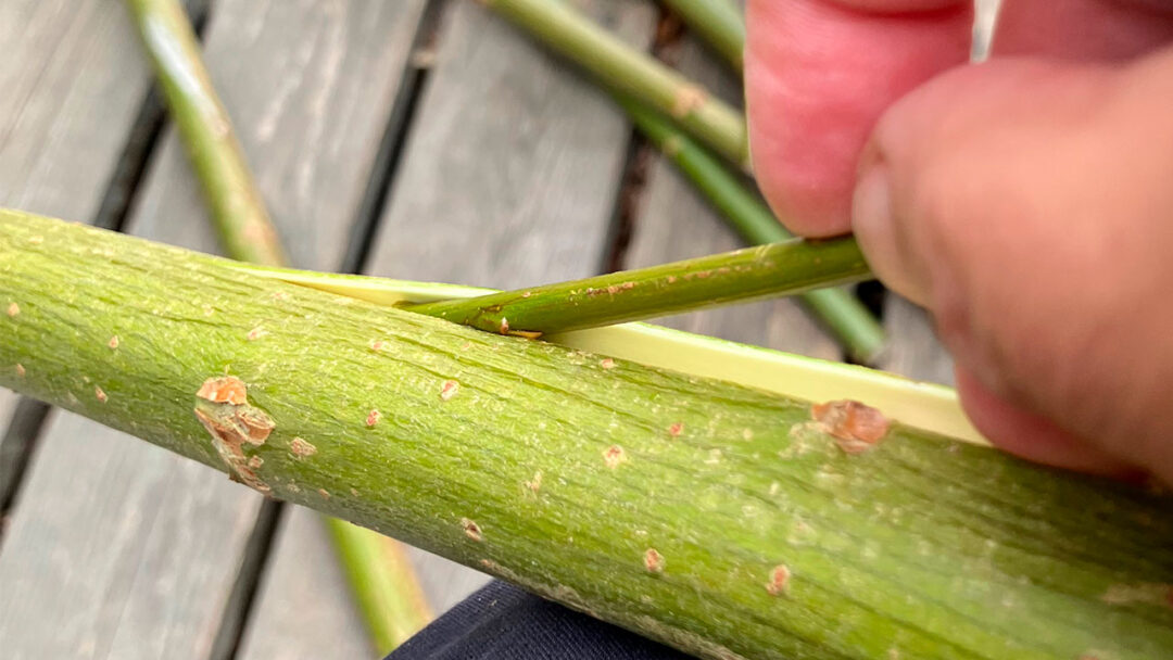 Pilebark løsnes fra stokken med en pind