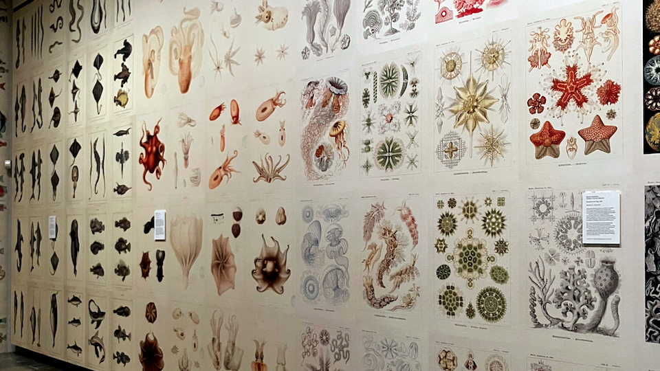 Detalje fra udstillingen HAVET på Louisiana